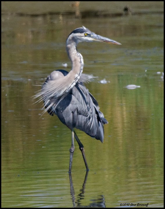 _0SB3600 great blue heron.jpg